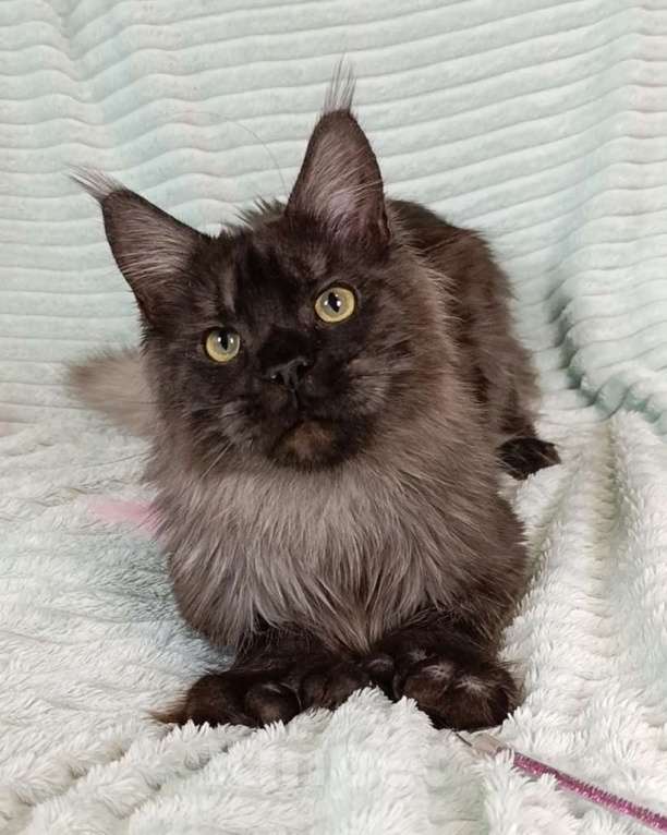 Кошки в Санкт-Петербурге: Мальчик полидакт черный дым Мальчик, 100 000 руб. - фото 2