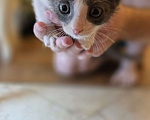 Кошки в Москве: Котятки 2 месяца Разнополые, Бесплатно - фото 4