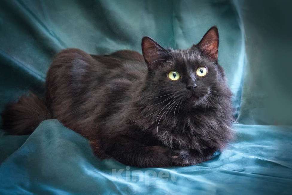 Кошки в Москве: Кошечка Нелли уютная пушинка в добрые руки Девочка, Бесплатно - фото 2