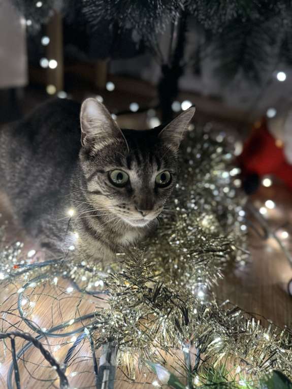 Кошки в Москве: Найдись добрый человек,забери меня! Мальчик, Бесплатно - фото 4