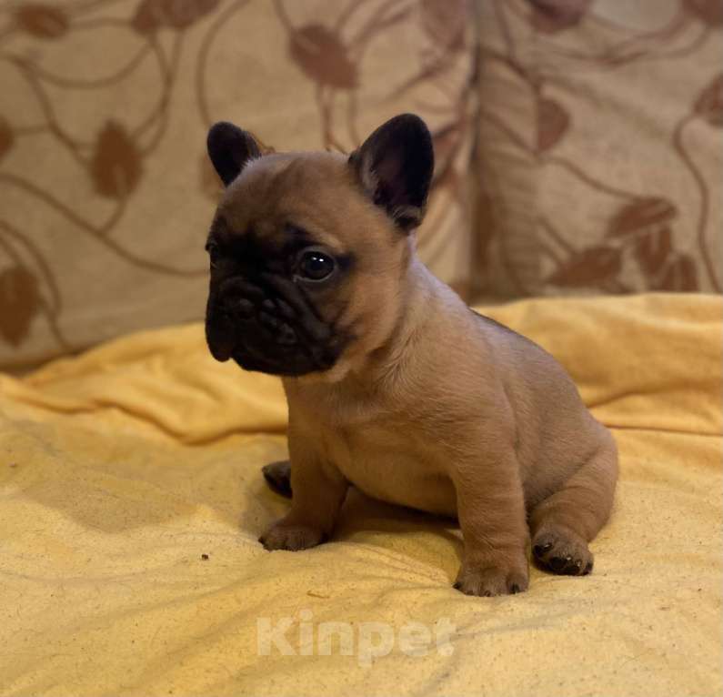 Собаки в Санкт-Петербурге: Очаровательная девочка французик Девочка, 40 000 руб. - фото 10