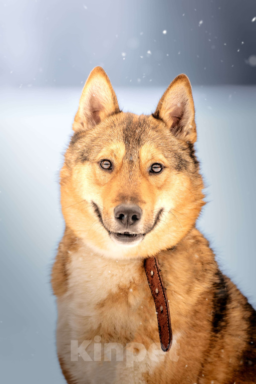 Собаки в Клине: Синги — преданный пёс Мальчик, Бесплатно - фото 6