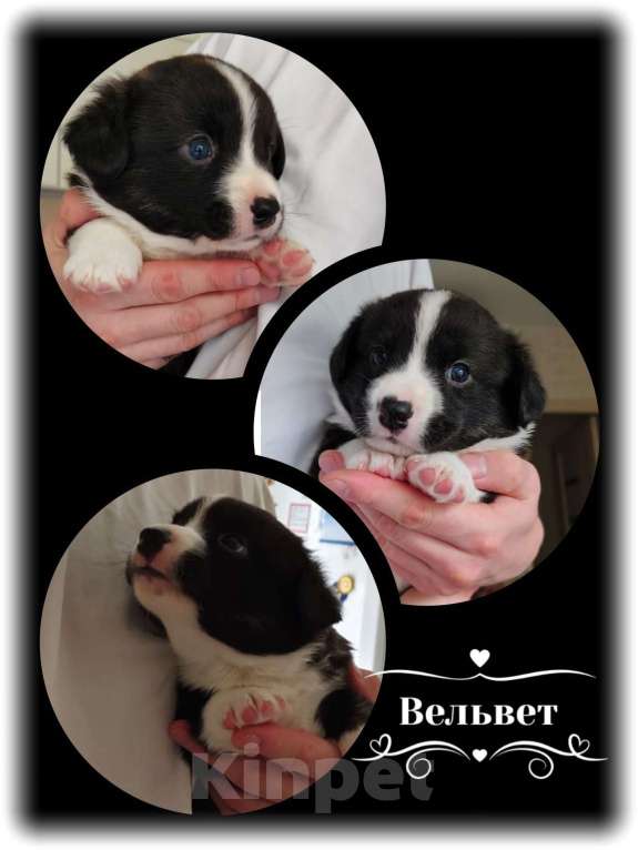 Собаки в Муравленко: Вельвет Мальчик, 50 000 руб. - фото 2
