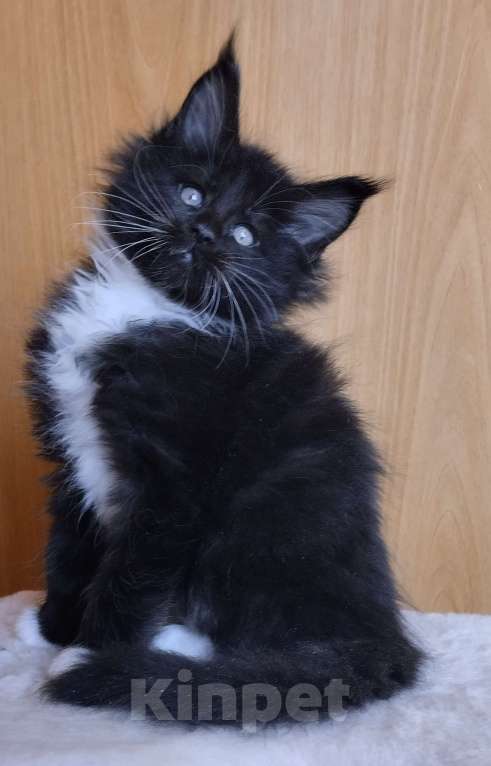 Кошки в Москве: Котик Мейн кун Мальчик, 50 000 руб. - фото 2