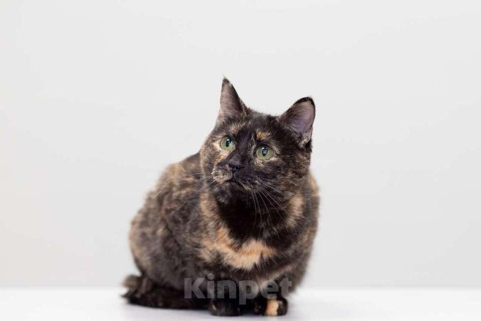 Кошки в Москве: кошка Маргоша в добрые руки Девочка, Бесплатно - фото 4