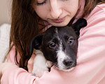 Собаки в Москве: Щенок небольшой собаки в добрые руки Девочка, Бесплатно - фото 2