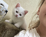 Кошки в Новороссийске: Прямоухие котята  Девочка, Бесплатно - фото 3