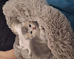 Кошки в Москве: Котята британские Мальчик, 17 000 руб. - фото 9