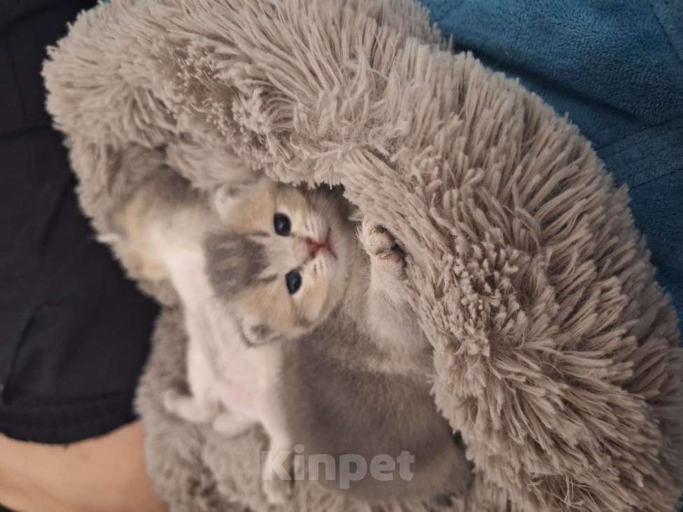Кошки в Москве: Котята британские Мальчик, 17 000 руб. - фото 9
