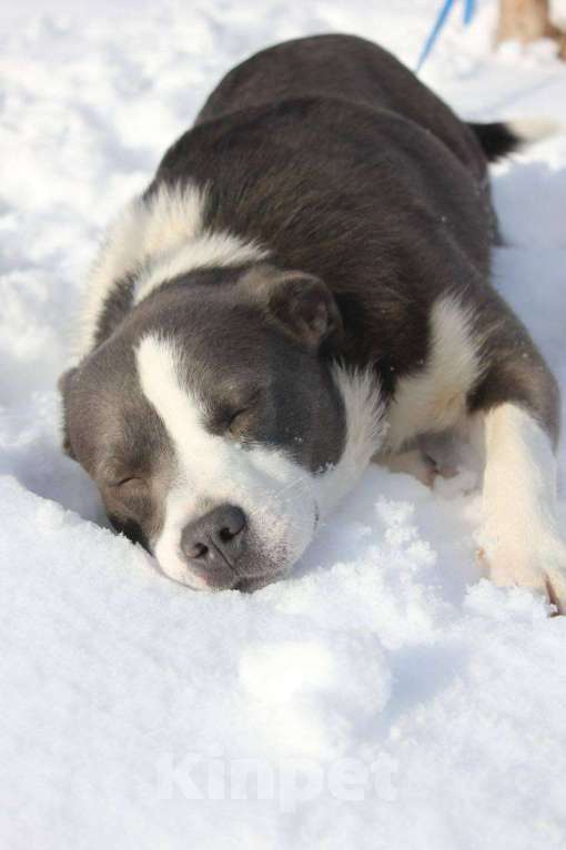 Собаки в Москве: Американский стаффордширский терьер Мальчик, Бесплатно - фото 3