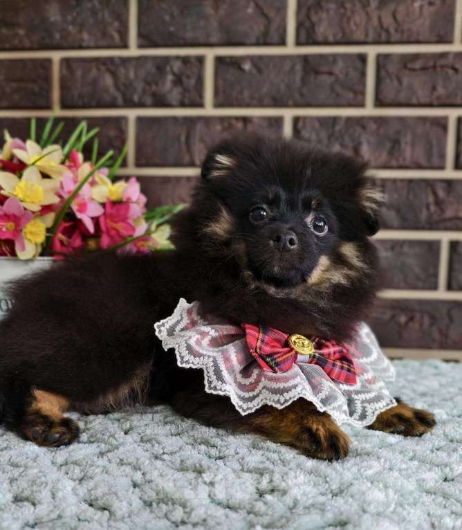 Собаки в других городах Московской области: Померанский шпиц подпало-черный Мальчик, 30 000 руб. - фото 5
