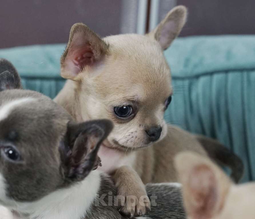 Собаки в Самаре: Голубой соболь мальчик чихуахуа Мальчик, 40 000 руб. - фото 4