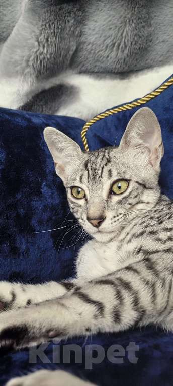 Кошки в Санкт-Петербурге: Котёнок Мау Диоген Мальчик, 45 000 руб. - фото 4