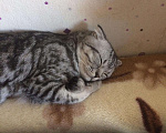 Кошки в Стерлитамаке: Вязка, кот, 1 000 руб. - фото 8