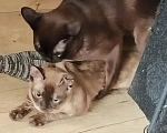 Кошки в других городах Башкортостана: Котята Девочка, Бесплатно - фото 7