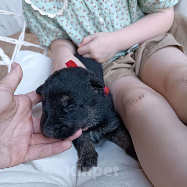 Собаки в Славянске-На-Кубани: Щенок Восточно-Европейской овчарки (девочка)  Девочка, 15 000 руб. - фото 2