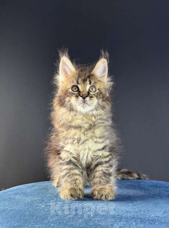 Кошки в Санкт-Петербурге: Девочка мейн кун  Девочка, 25 000 руб. - фото 1