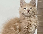 Кошки в других городах Ленинградской области: Мейн кун котята от профессионалов Мальчик, Бесплатно - фото 1