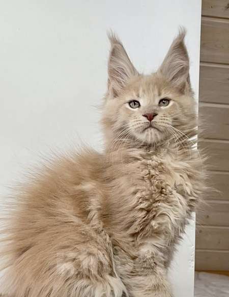 Кошки в других городах Ленинградской области: Мейн кун котята от профессионалов Мальчик, Бесплатно - фото 1