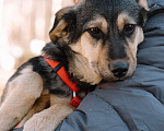 Собаки в Санкт-Петербурге: Эбби из приюта в добрые руки Девочка, Бесплатно - фото 2