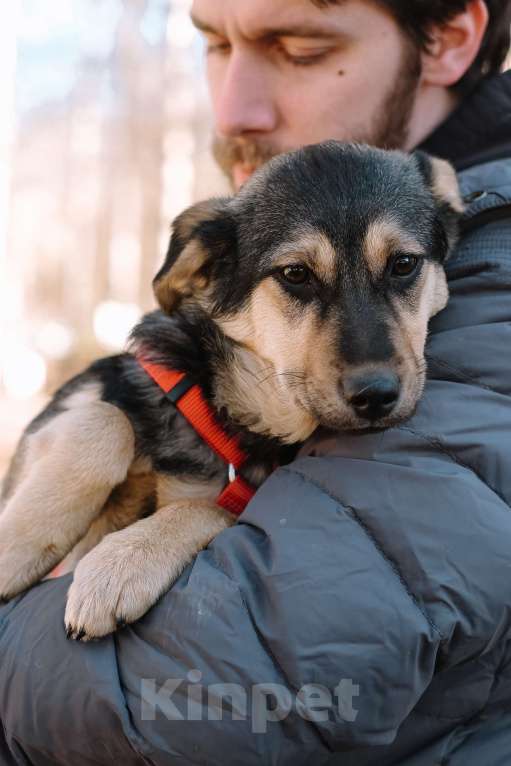 Собаки в Санкт-Петербурге: Эбби из приюта в добрые руки Девочка, Бесплатно - фото 2