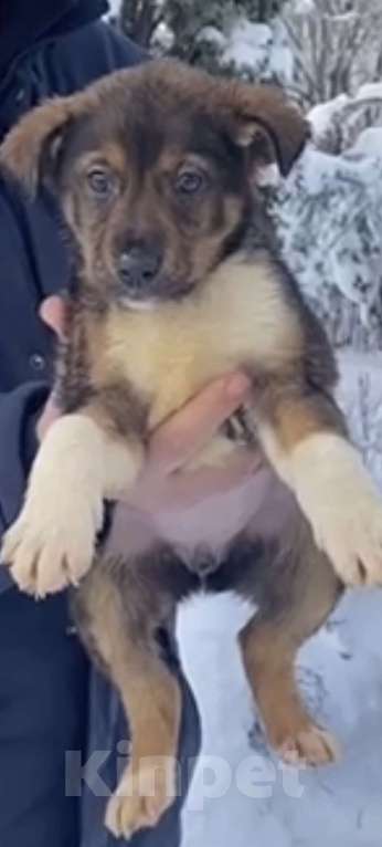 Собаки в Красногорске: Щенок Сальса 1,5 месяца ждет свою семью  Девочка, Бесплатно - фото 3