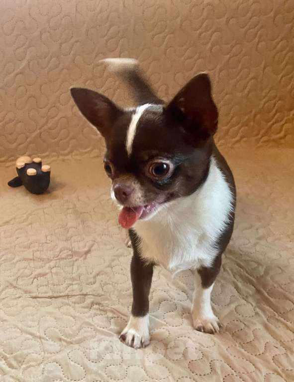 Собаки в Санкт-Петербурге: Питомник предлагает щенков чихуахуа Девочка, 80 000 руб. - фото 6