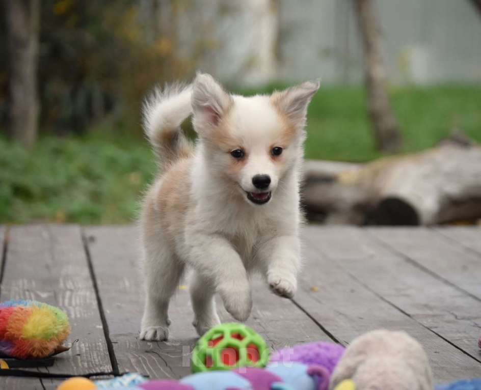 Собаки в Москве: Ненецкая оленегонная лайка, сука Женева. Девочка, 60 000 руб. - фото 2