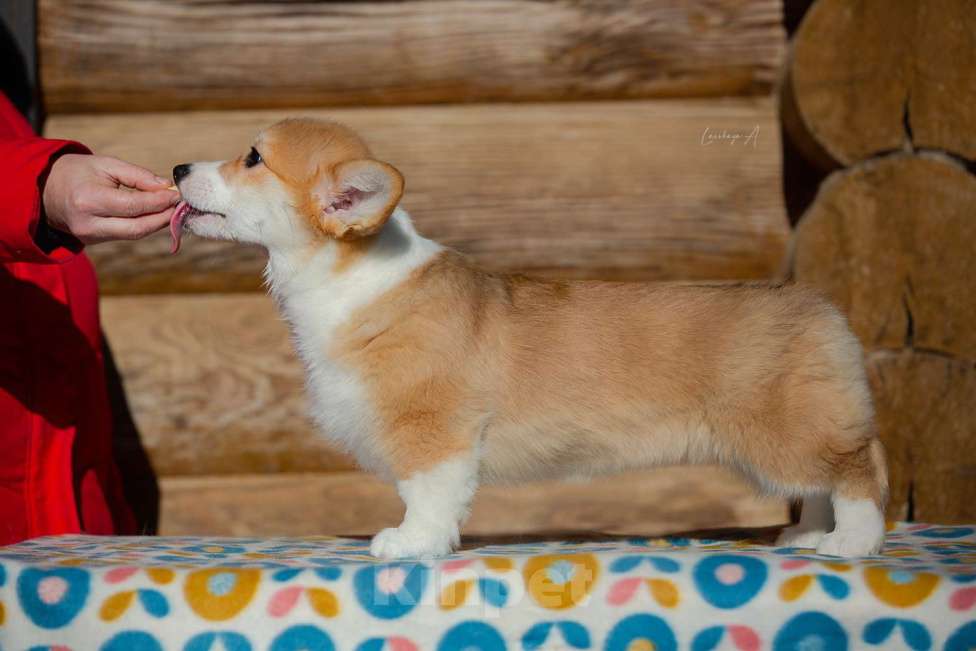 Собаки в Москве: Лирика к/х Девочка, 80 000 руб. - фото 3