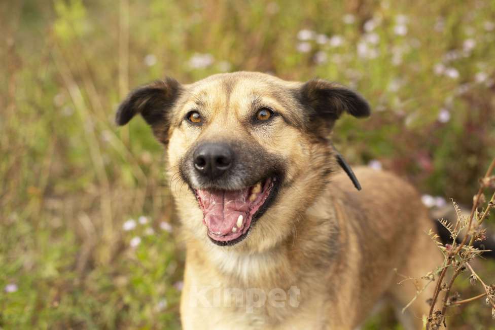 Собаки в Домодедово: Ищем дом солнечному Мухтару! Мальчик, 1 руб. - фото 3