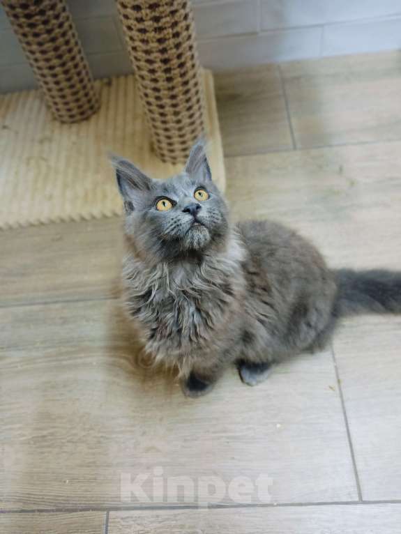 Кошки в Краснодаре: Кошечка мейн-кун Девочка, 30 000 руб. - фото 1