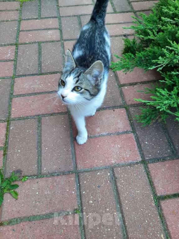 Кошки в Лобне: Серо-белый котенок Мальчик, Бесплатно - фото 5