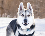 Собаки в Солнечногорске: Активный, добрый и очень ласковый пёс с приюта Мальчик, Бесплатно - фото 1