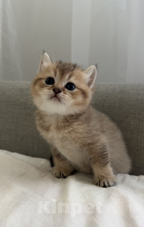 Кошки в других городах Московской области: Котик Мальчик, 25 000 руб. - фото 4