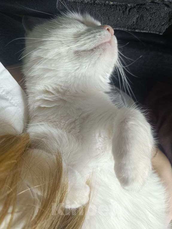 Кошки в Казани: Отдам кошку в хорошие руки Девочка, Бесплатно - фото 3