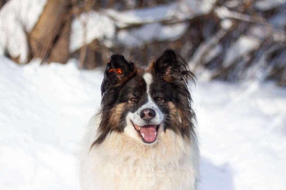 Собаки в Балашихе: Тейлор папильон XXL Мальчик, Бесплатно - фото 1