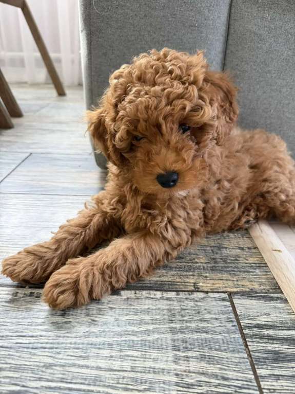 Собаки в Казани: Мальтипу щенки Мальчик, Бесплатно - фото 4