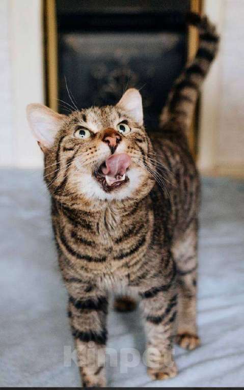 Кошки в Москве: Кот Саня ищет дом Мальчик, Бесплатно - фото 4