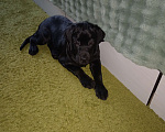 Собаки в Волгограде: Щенок лабрадора-ретривера Мальчик, 35 000 руб. - фото 3