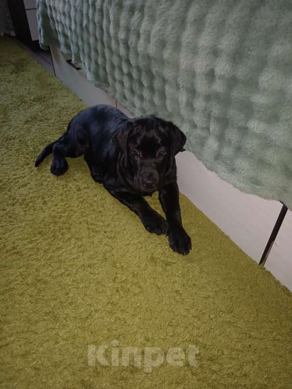Собаки в Волгограде: Щенок лабрадора-ретривера Мальчик, 35 000 руб. - фото 3