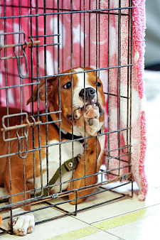 Шикарный мыслитель амстафф 