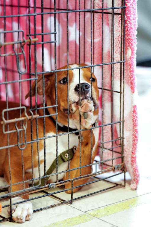 Собаки в Москве: Шикарный мыслитель амстафф  Мальчик, 100 000 руб. - фото 1