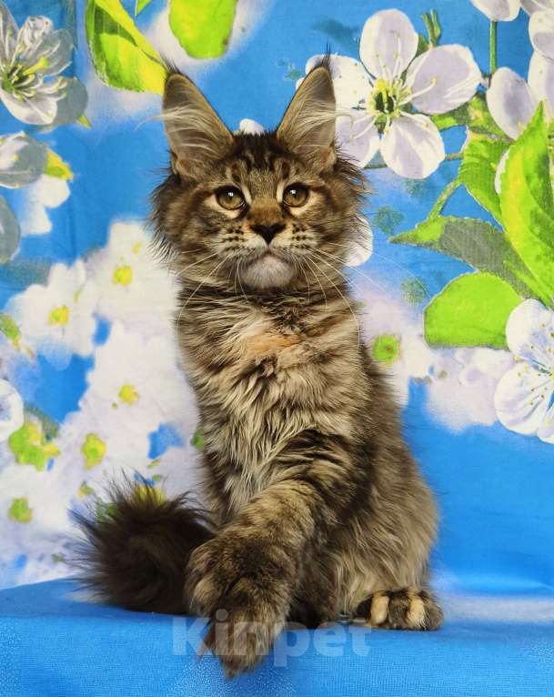 Кошки в Москве: Котёнок Мейн-Кун Полидакт. Девочка Девочка, 100 000 руб. - фото 3