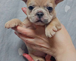 Собаки в Санкт-Петербурге: Французский бульдог щенки Разнополые, 45 000 руб. - фото 6