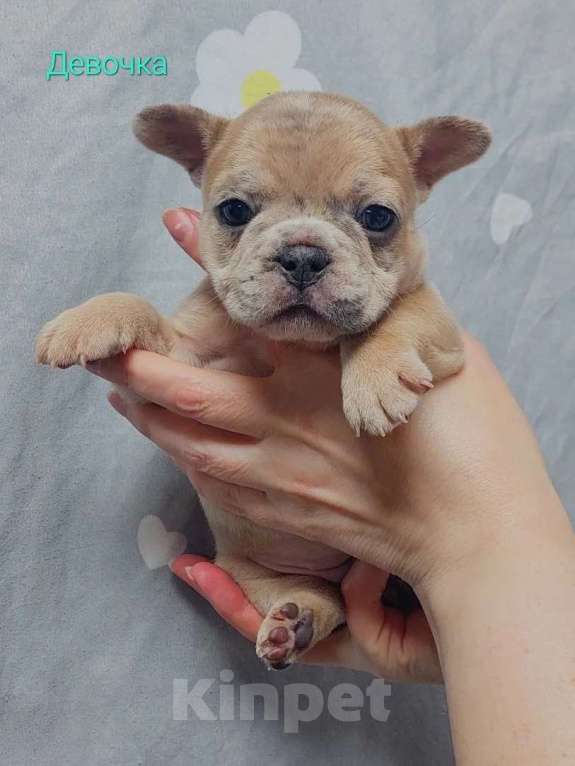Собаки в Санкт-Петербурге: Французский бульдог щенки Разнополые, 45 000 руб. - фото 6