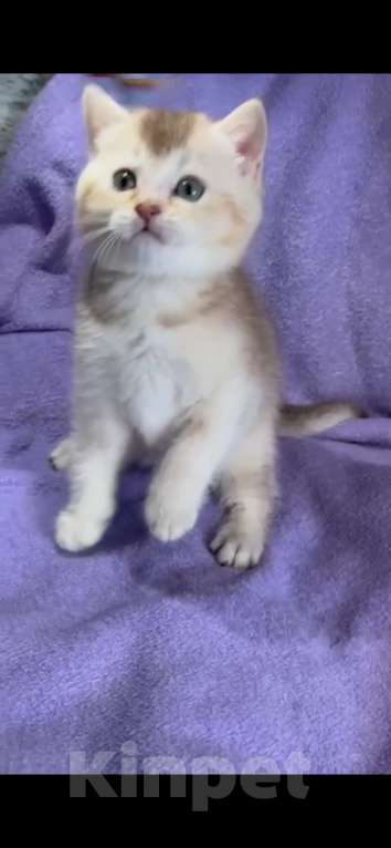 Кошки в Екатеринбурге: Шиншилла лиловое золото страйт  Мальчик, 25 000 руб. - фото 7
