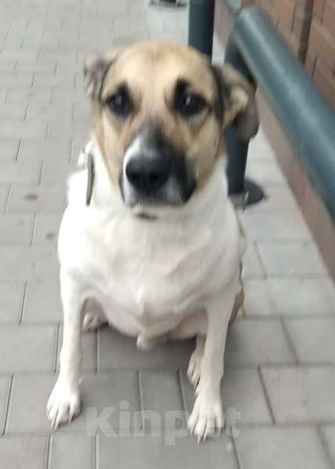 Собаки в Москве: Умный песик Робин Мальчик, Бесплатно - фото 2