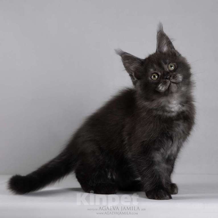 Кошки в Москве: Мейн-кун Зорро сладкий пирожок Мальчик, 105 000 руб. - фото 2