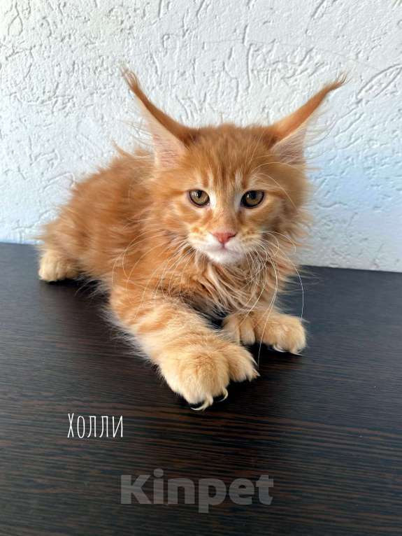 Кошки в Екатеринбурге: котенок мейн-кун Девочка, 35 000 руб. - фото 1