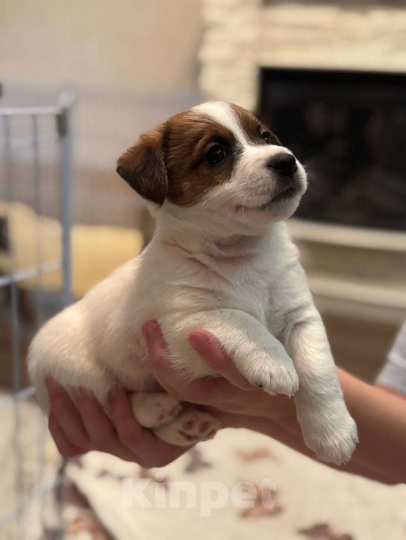 Собаки в Екатеринбурге: Породистый щенок Джек рассел терьер  Мальчик, 45 000 руб. - фото 3